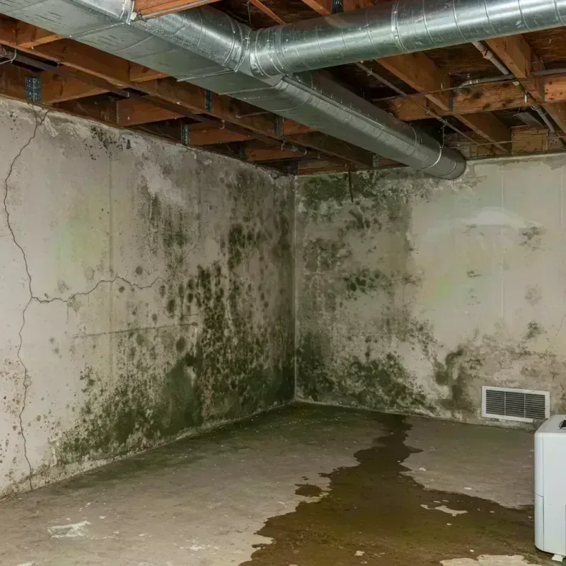 Professional Mold Removal in Ocean Gate, NJ